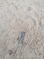 Lepidochelys olivacea