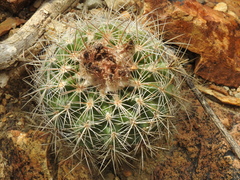Parodia prestoensis