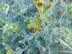 Errazurizia benthamii