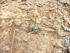 Ranitomeya fantastica