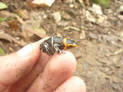 Ranitomeya fantastica