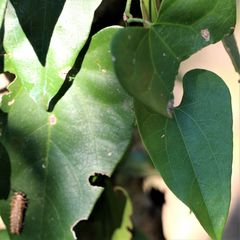 Aristolochia triangularis