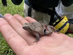 Physalaemus nattereri