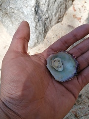 Crucibulum scutellatum