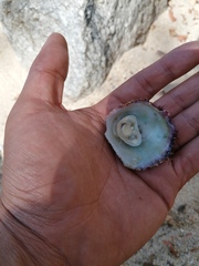 Crucibulum scutellatum