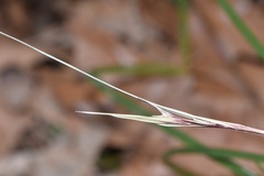 Scleria oligantha