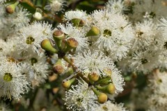 Eucalyptus falciformis