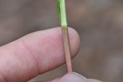 Scleria oligantha