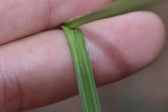Scleria oligantha