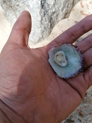 Crucibulum scutellatum