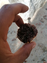 Crucibulum scutellatum