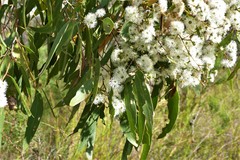 Eucalyptus falciformis
