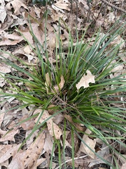 Scleria oligantha