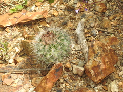Parodia prestoensis