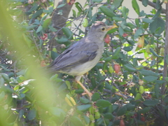 Turdus falcklandii