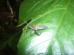 Molchina hopei