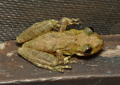Scinax x-signatus