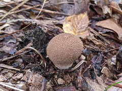 Lycoperdon molle