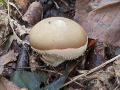 Lycoperdon molle
