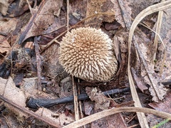 Lycoperdon molle