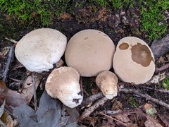 Lycoperdon molle