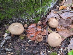 Lycoperdon molle