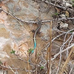 Pholidoscelis wetmorei