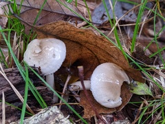 Hygrophorus occidentalis