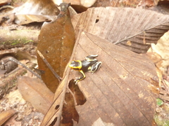 Ranitomeya fantastica