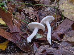 Hygrophorus occidentalis