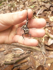 Ranitomeya fantastica