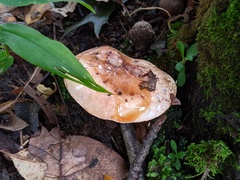 Tricholoma pessundatum