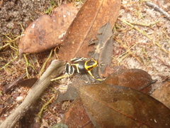 Ranitomeya fantastica