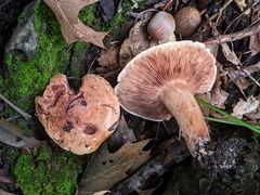 Tricholoma pessundatum