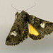 Small Dark Yellow Underwing - Photo (c) Viktor Parkhomenko, some rights reserved (CC BY-NC), uploaded by Viktor Parkhomenko