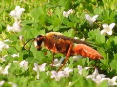 Sphex latreillei