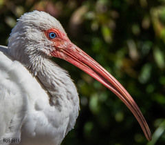 Eudocimus albus