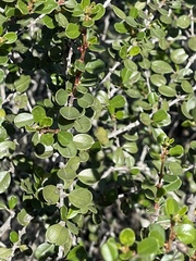 Ceanothus verrucosus