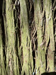 Chrysothrix chamaecyparicola