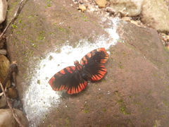 Haemactis sanguinalis