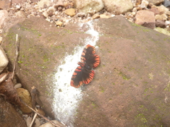 Haemactis sanguinalis