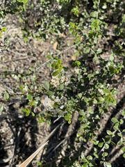 Ceanothus verrucosus