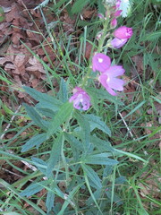 Sidalcea virgata