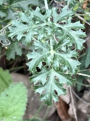 Tauschia kelloggii