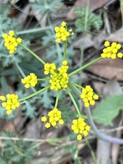 Tauschia kelloggii