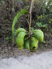 Cymbopetalum hintonii