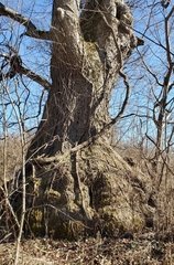 Chinkapin oak (Quercus muehlenbergii)