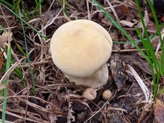 Lycoperdon flavotinctum
