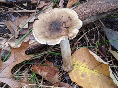 Tricholoma subaureum