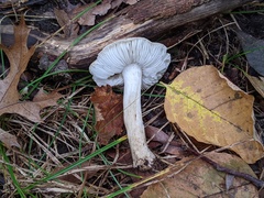 Tricholoma subaureum